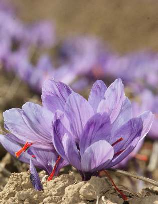 Crocus sativus: Safranblüten in Pampore/Srinagar/Kashmir/India