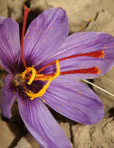 Crocus sativus: Safrankrokus-Blüte