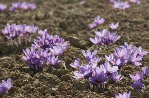 Crocus sativus: Saffron field (Pampore/Kashmir)