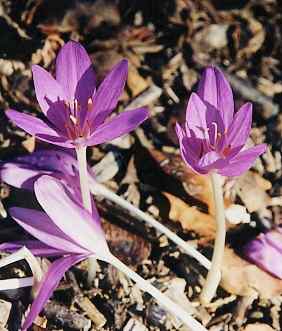 Crocus sativus: Herbstzeitlosenblüten