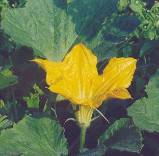 Cucurbita pepo var. styriaca: Pumpkin flower