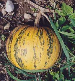 Cucurbita pepo var. styriaca: Styrian oil seed pumpkin