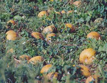 Cucurbita pepo var. styriaca: Styrian oil pumpkin field