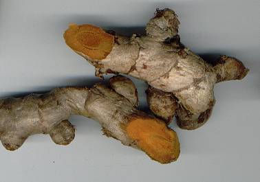 Curcuma longa/domestica: Fresh tumeric rhizome