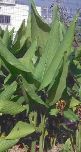 Curcuma longa/domestica: Turmeric plant