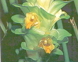 Curcuma longa/domestica: Turmeric flower