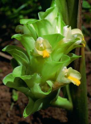 Curcuma longa: Tumeric inflorescence