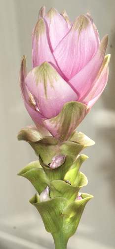 Curcuma alismatifolia: Ornamental turmeric inflorescense