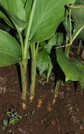 Curcuma longa: Turmeric plant with rhizome exposed