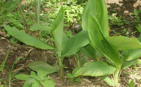 Curcuma longa: Turmeric plant