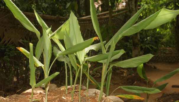 Curcuma longa: Kurkuma-Pflanzen in einem Touristen-Gewürzgarten in Sri Lanka