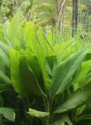 Curcuma longa: Turmeric plants
