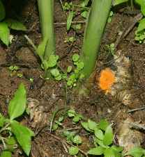 Curcuma longa: Turmeric stems with yellow rhizome