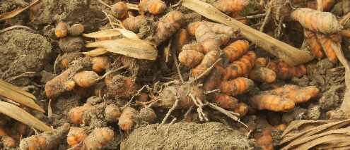 Curcuma longa: Dug turmeric roots on a field
