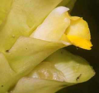 Curcuma longa: Turmeric flower inside an inflorescence