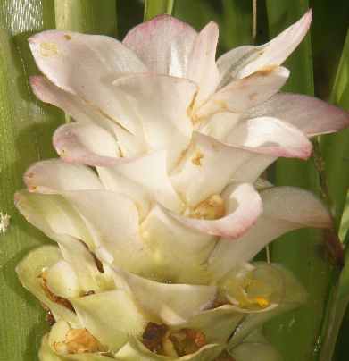 Curcuma longa: Gelbwurz-Blütenstand mit Einzelblüte