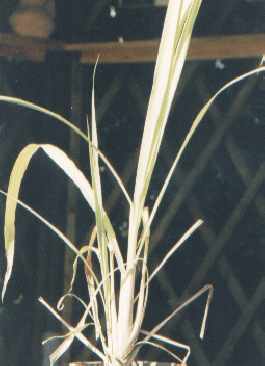 Cymbopogon citratus: Lemongraspflanze
