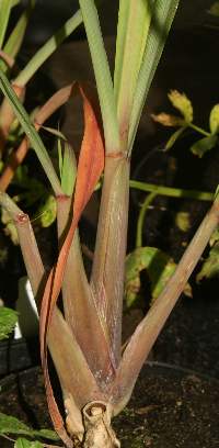 Cymbopogon citratus: Lemon grass stem