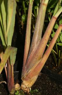 Cymbopogon citratus: Lemon grass stem base