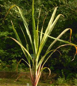 Cymbopogon citratus: Citronella grass plant