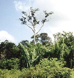 Dipteryx odorata: Tonka tree