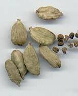 Elettaria cardamomum: Green cardamom