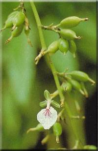 Elettaria cardamomum: Cardamomblütenstand