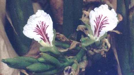 Elettaria cardamomum: Cardamom inflorescence and infrutescense