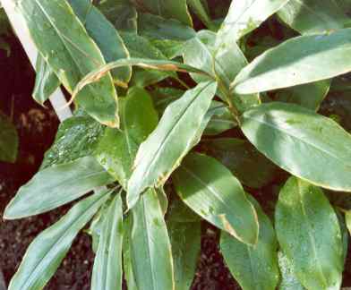 Elettaria cardamomum: Sterile cardamom plant