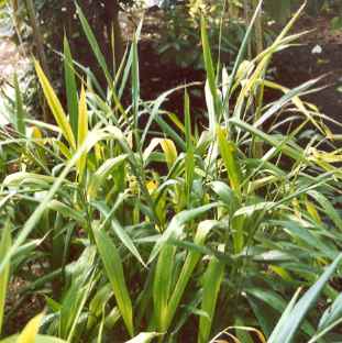 Elettaria major: Greater cardamom, sterile plant