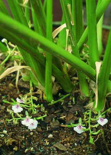 Elettaria cardamomum: Cardamom plant with flowers