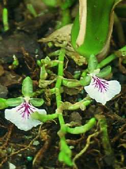 Elettaria cardamomum: Blühender Kardamompflanze