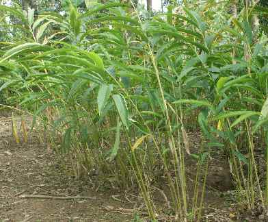 Elettaria cardamomum: Gruppe blühender Kardamom-Pflanzen