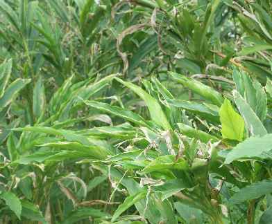 Elettaria cardamomum: Cardamom leaves