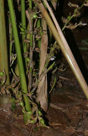 Elettaria cardamomum: Fertile sprouts of cardamom