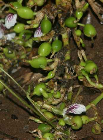 Elettaria cardamomum: Creeping inflorescence of cardamom