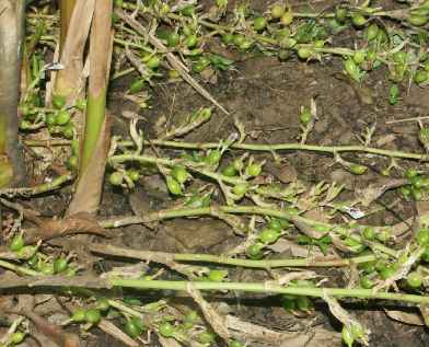 Elettaria cardamomum: Creeping inflorescence