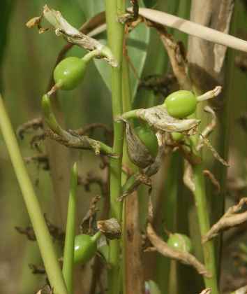 Elettaria cardamomum: Unripe cardamom fruits