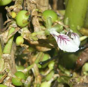 Elettaria cardamomum: Cardamom flower