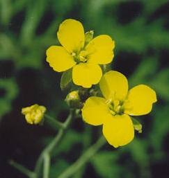 Sisymbrium officinale: Hedge mustard (hedge weed) flower