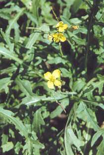 Sisymbrium officinale: Wild arugula, flowers