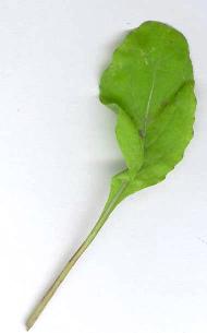 Eruca sativa: Arugula (Rucola) leaf
