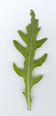 Sisymbrium officinale: Hedge mustard (weed) leaf
