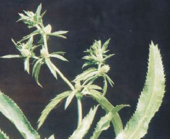 Eryngium foetidum: Long cilantro, Javanese cilantro, Mexican cilantro