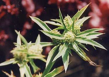 Eryngium foetidum: Blüten des langen Korianders