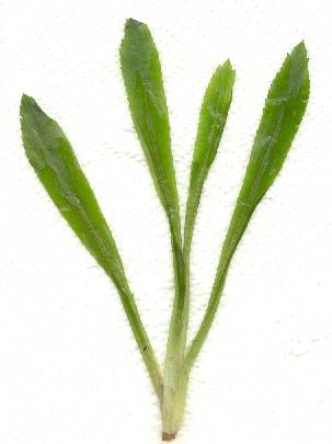 Eryngium foetidum: Javanese cilantro plant