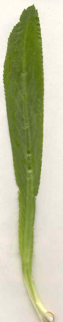 Eryngium foetidum: Langer (mexicanischer, javanischer) Koriander (Koreander)