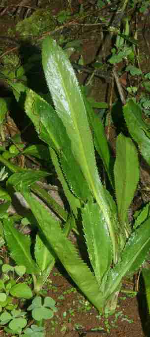 Eryngium foetidum: Mexikanischer Koriander, sterile Pflanze
