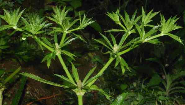 Eryngium foetidum: Flowering sawtooth coriander