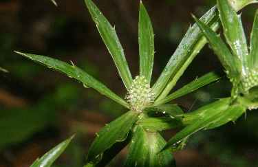 Eryngium foetidum: Blüten-Köpfchen des langen Korianders